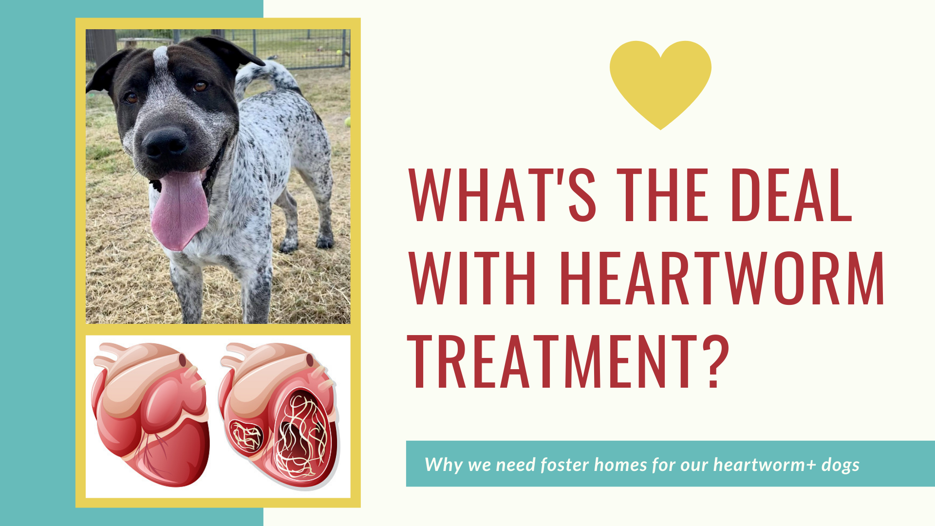 Should I Adopt a Dog With Heartworm?