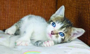 foster kitten care resources